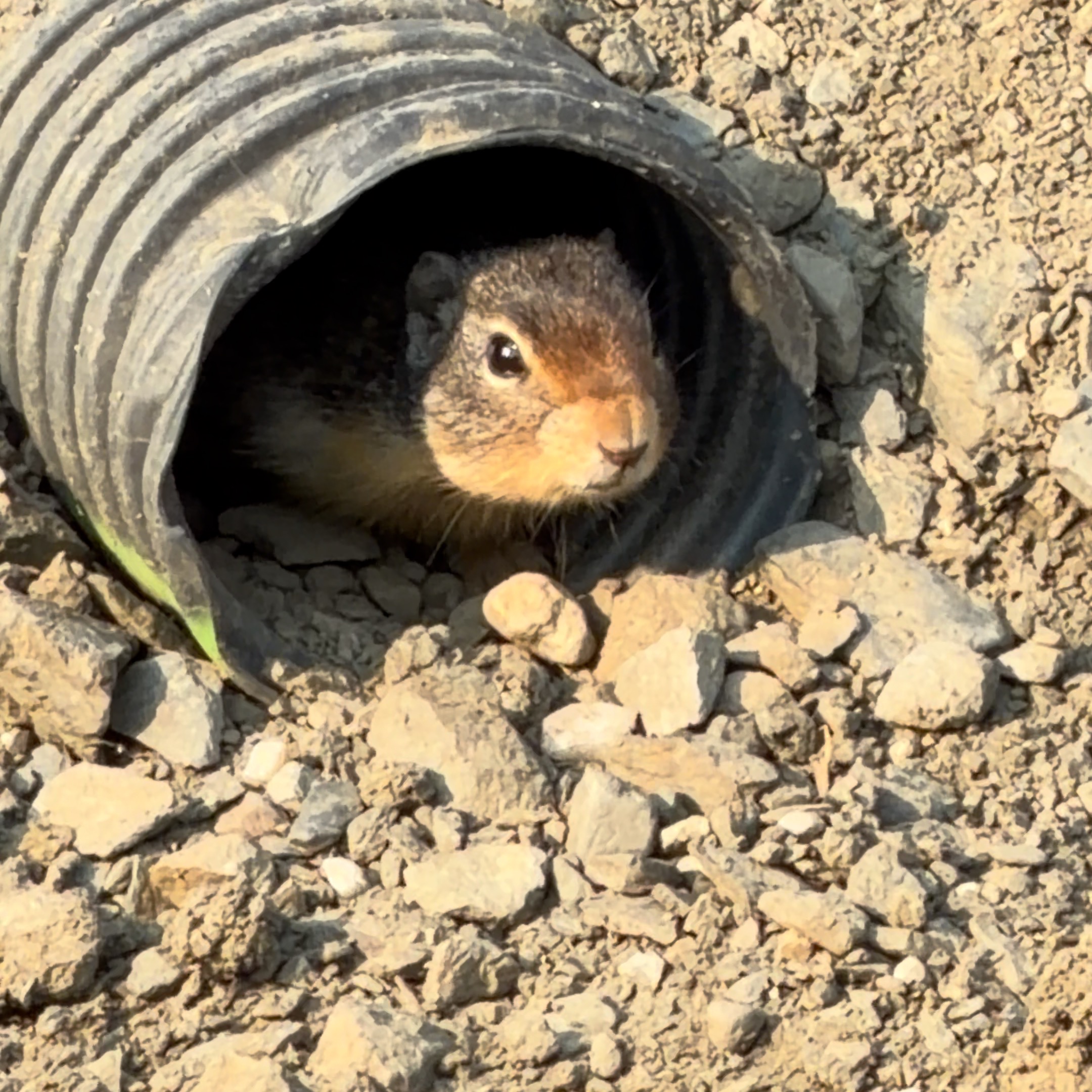 This Gopher had the best seat in the house for all the pump track action during @crankworx @silverstarbikepark #pumptrack practice.