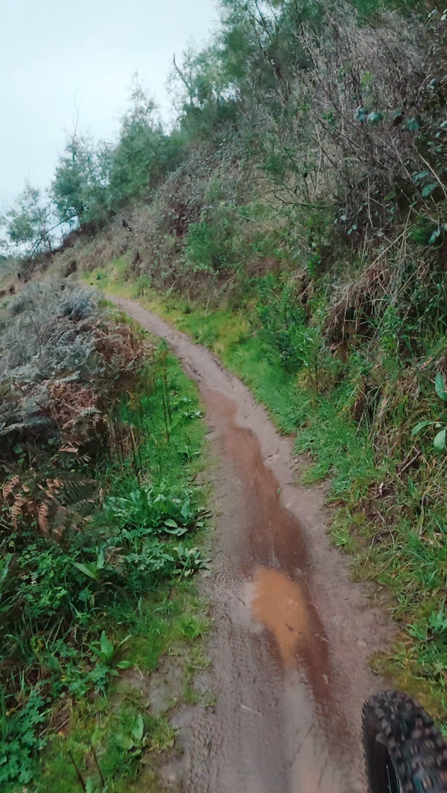 Rabbit season, duck season, rabbit season. #rabbit #mtblife